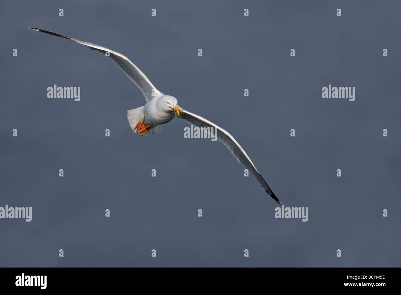 Silbermöwe Larus Argentatus im Flug Bempton Klippen Yorkshire Stockfoto