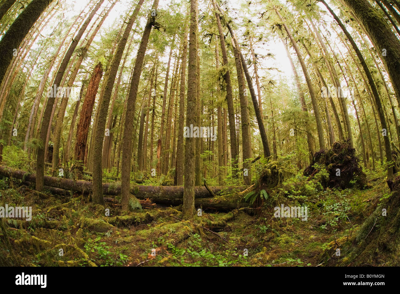 Sitka Fichte Picea Sitchensis in Old Growth Forest Quinault Olympic Nationalpark Washington Vereinigte Staaten Stockfoto