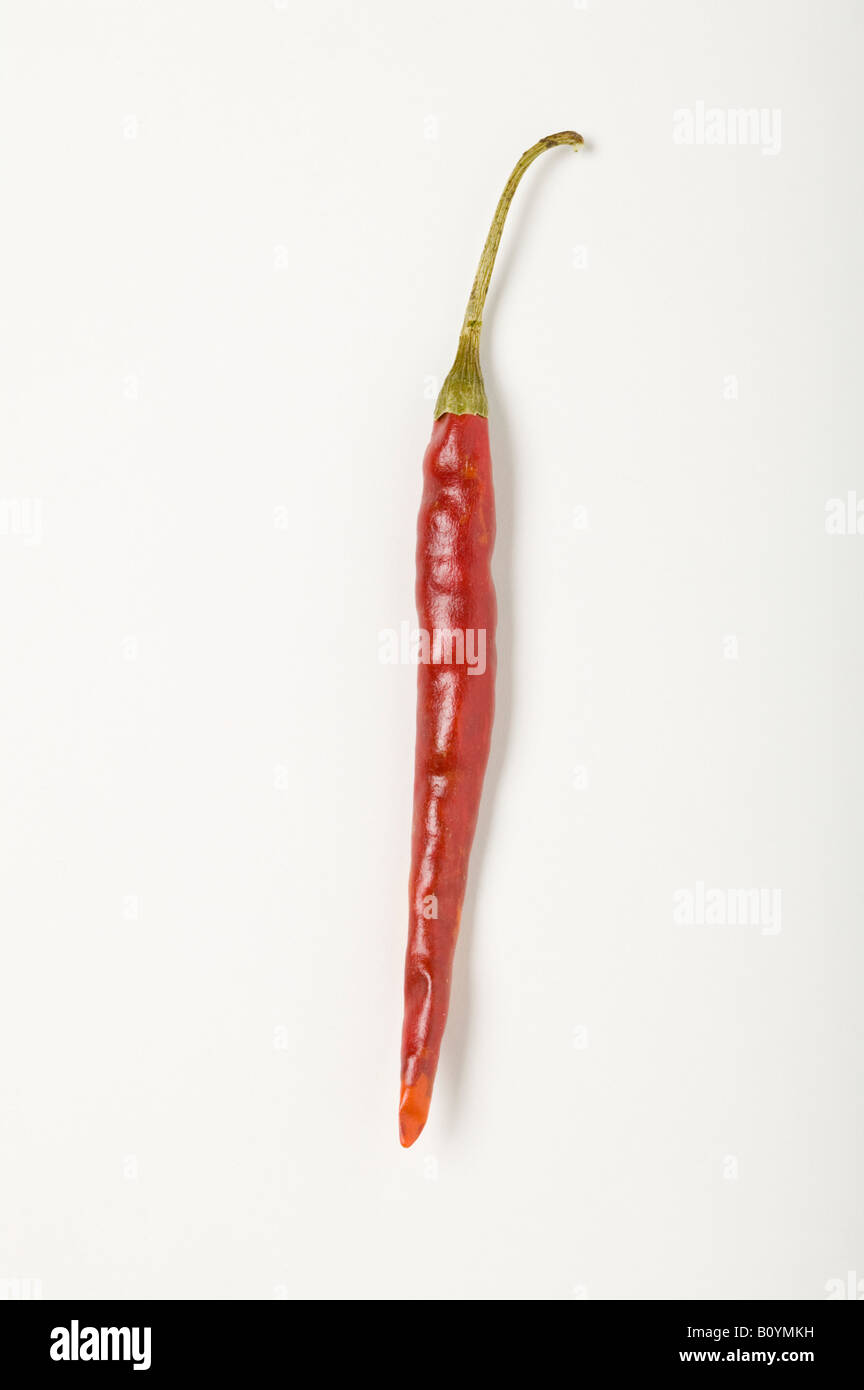 rote Chili Arbol Pod und Stiel Stockfoto