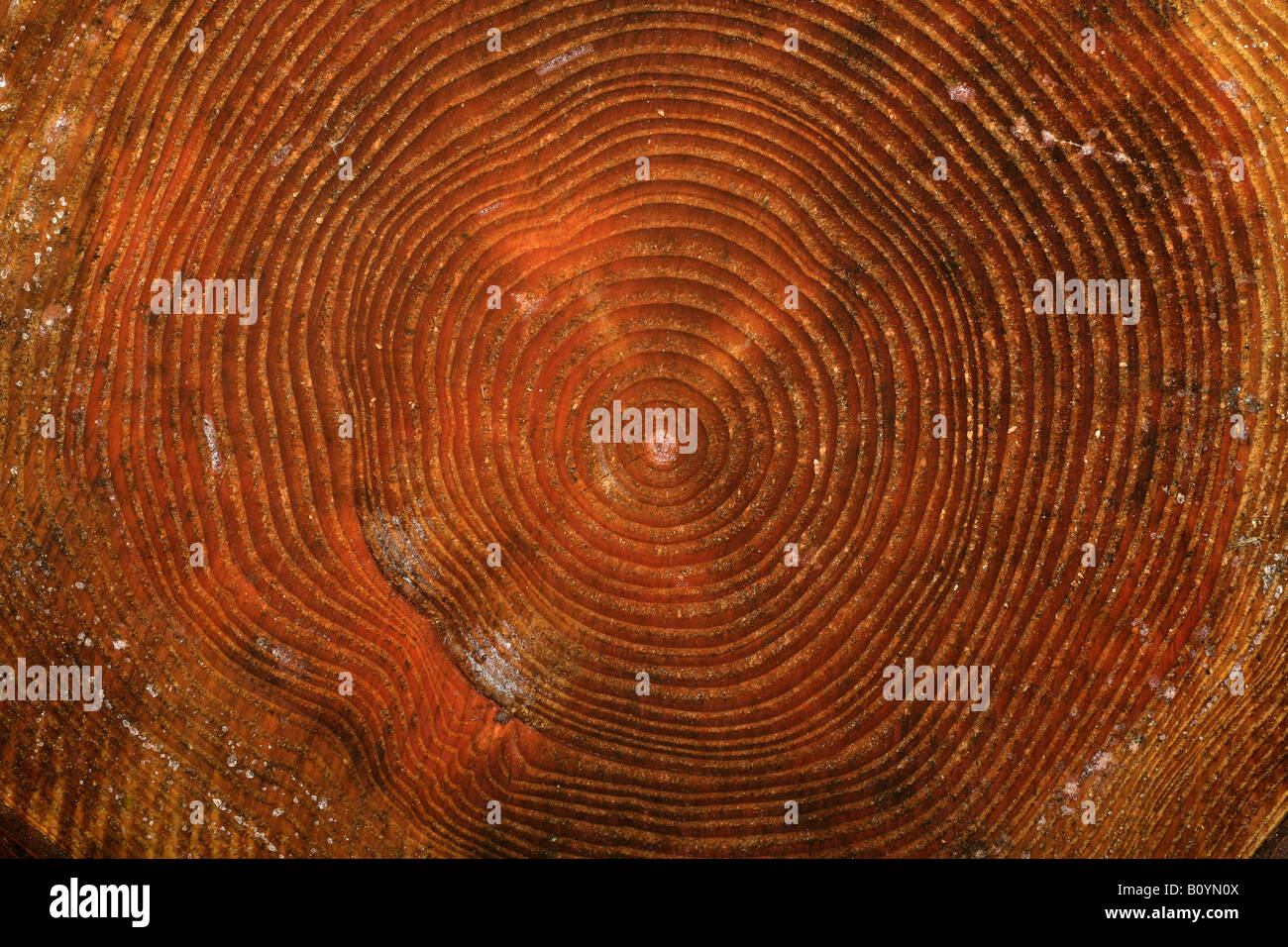 Tree-Abschnitt zeigt Jahresringe Norfolk Stockfoto