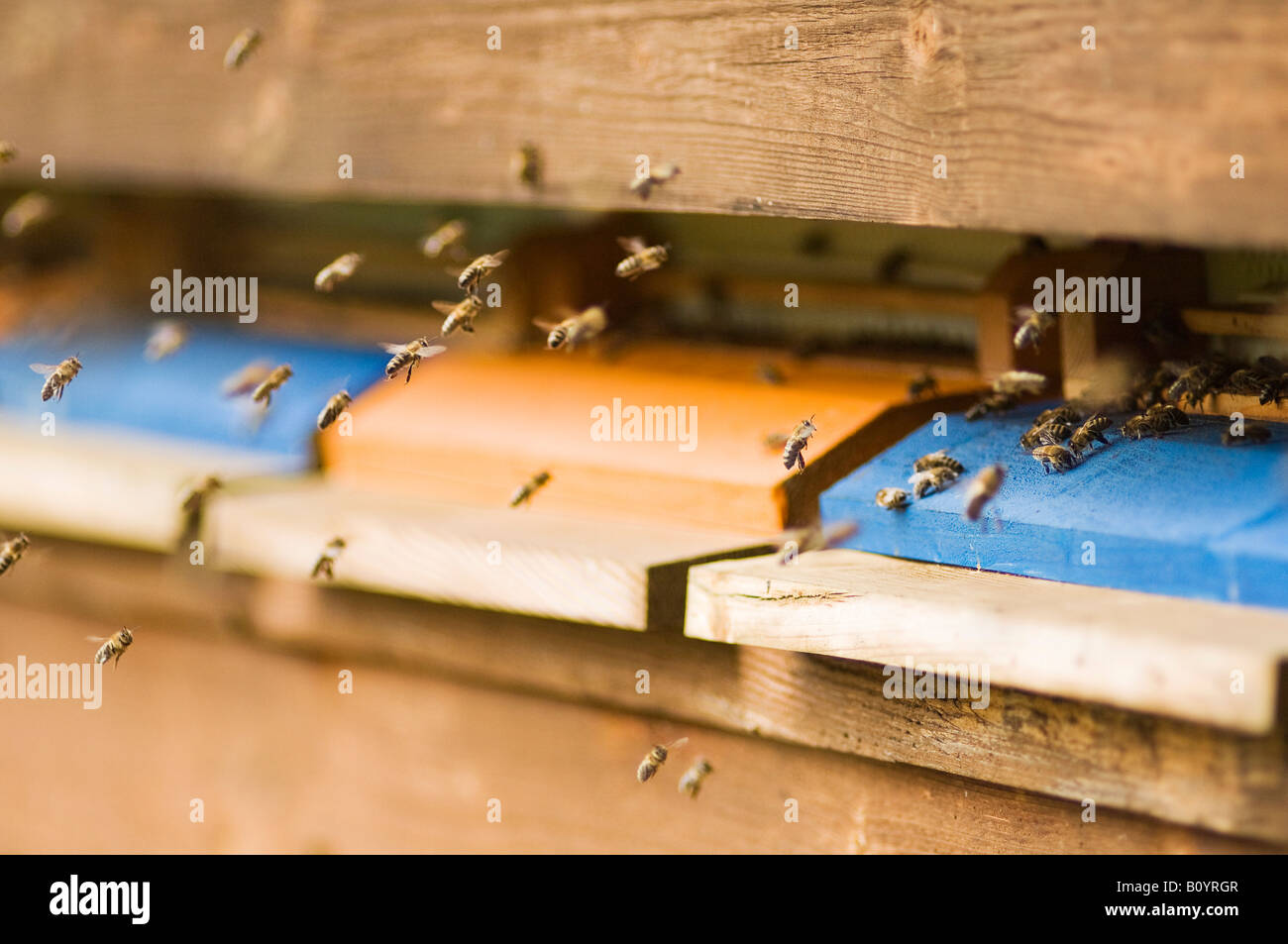 Nesselsucht Honigbiene (Apis Mellifera) Stockfoto