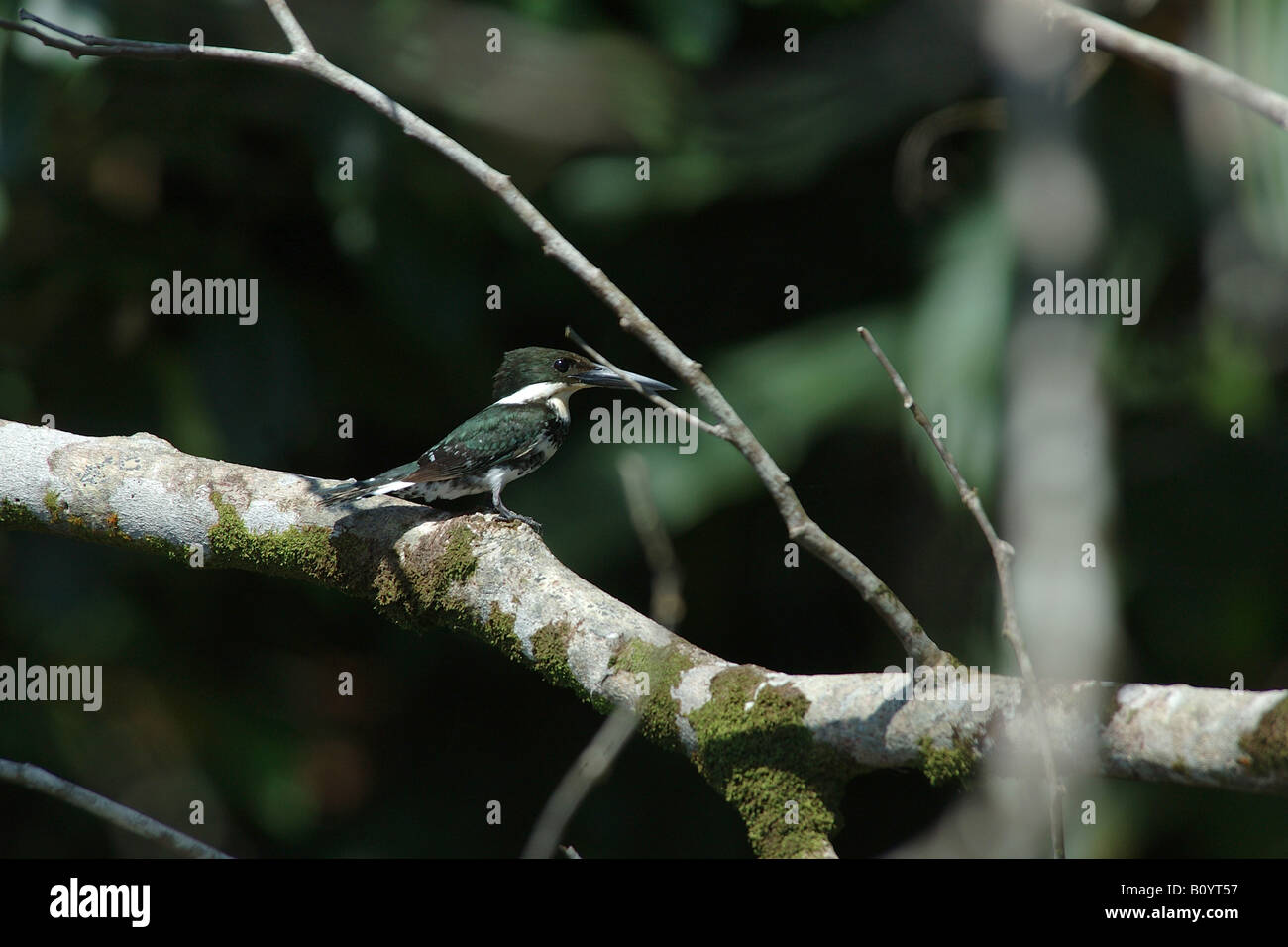 Martin Pescatore Alcedinidae Eisvogel Tortughero Costarica Regen Wald Foresta Pluviale Foresta tropicale Stockfoto
