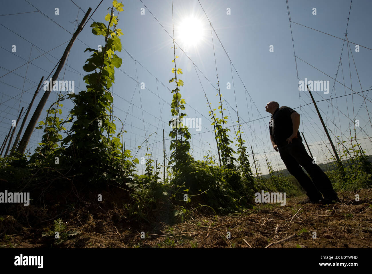 Ein Landarbeiter blickt auf junge Hop Bines / Reben, da sie das Gitter klettern sie sind in der brillanten Frühling Sonne an Stockfoto