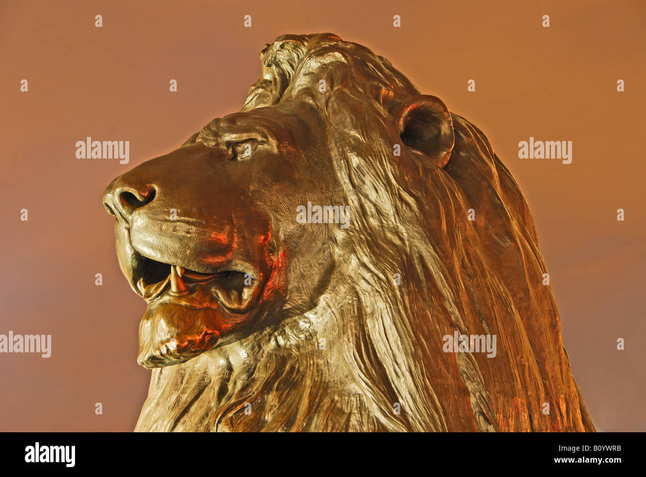Lion Trafalgar Square London Stockfoto