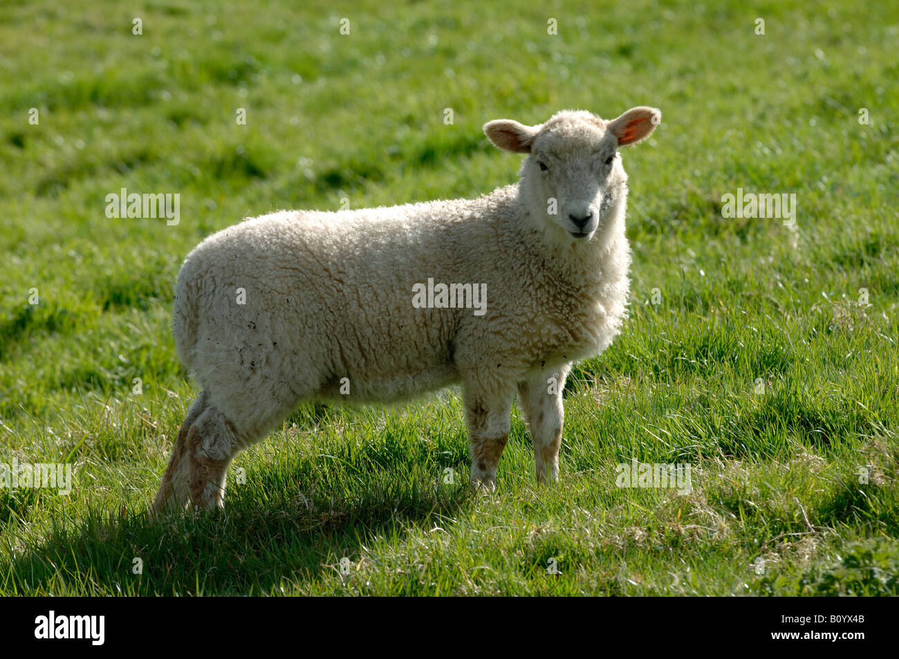 Ein Maultier Lamm gut Frühling Gras Devon Stockfoto