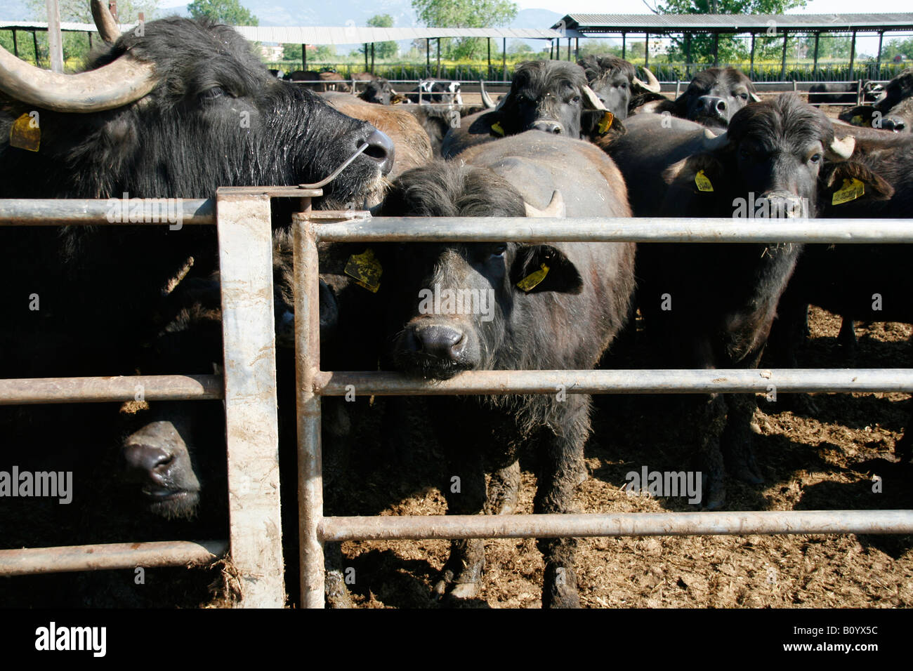 Büffel Mozzarella Milch Herde in Italien Stockfotografie - Alamy