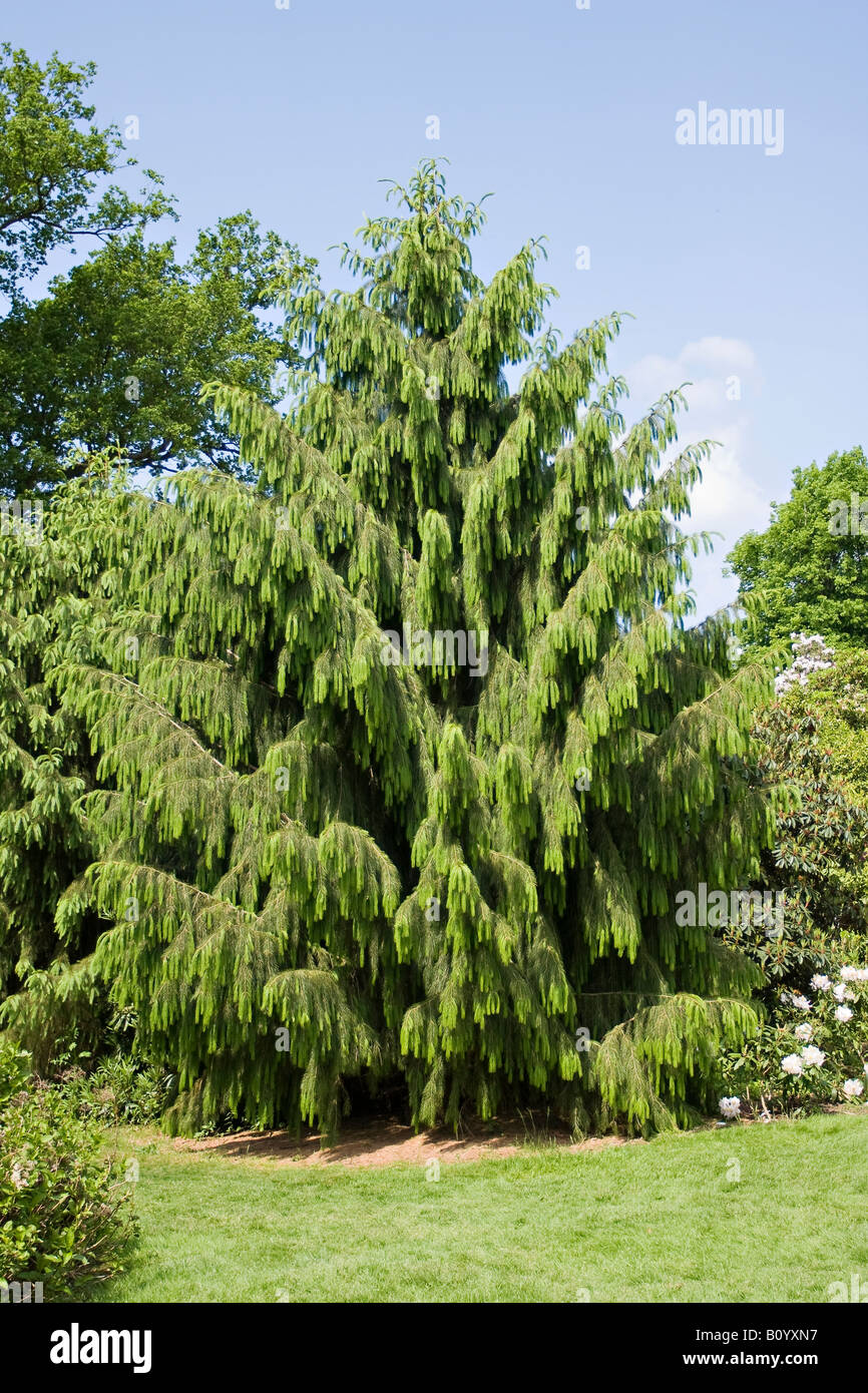 Ein Baum der Brewers Spruce (Picea brewerayana) im Frühling in West Sussex, England, Großbritannien Stockfoto