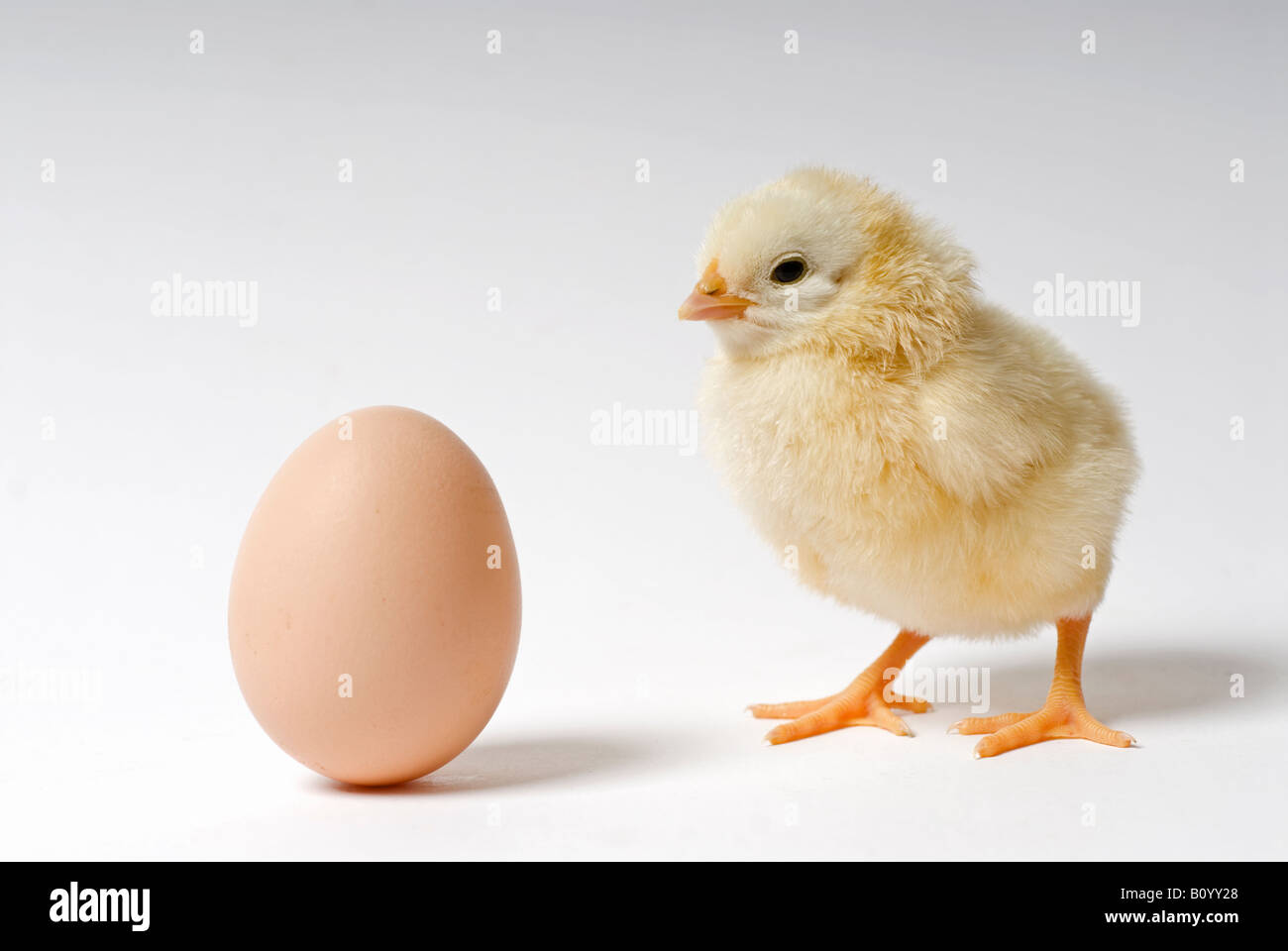 Stock Foto von einem zwei Tage alten Küken neben einem Hühner-Ei Stockfoto