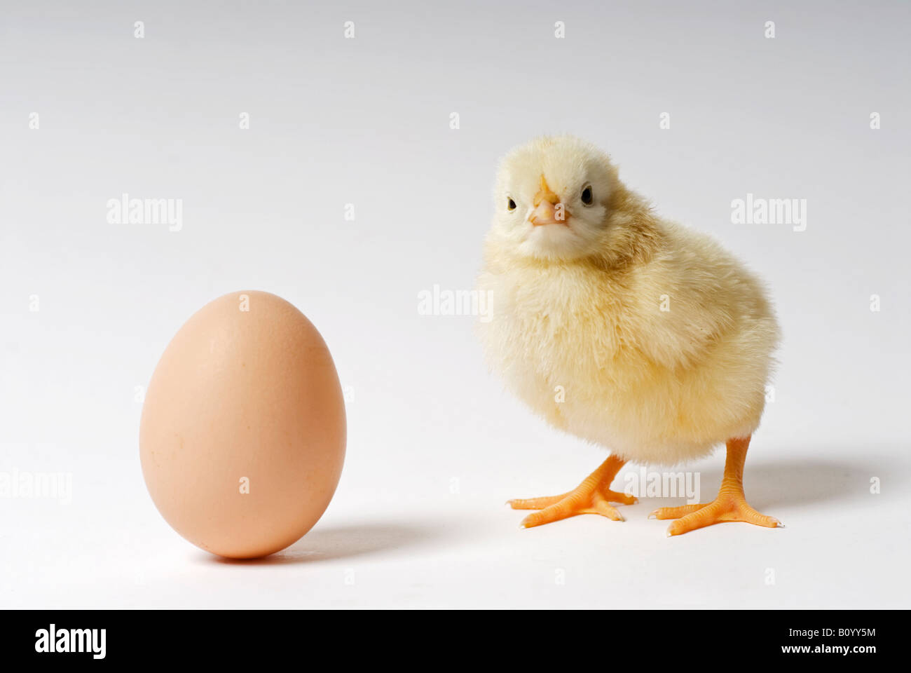 Stock Foto von einem zwei Tage alten Küken neben einem Hühner-Ei Stockfoto