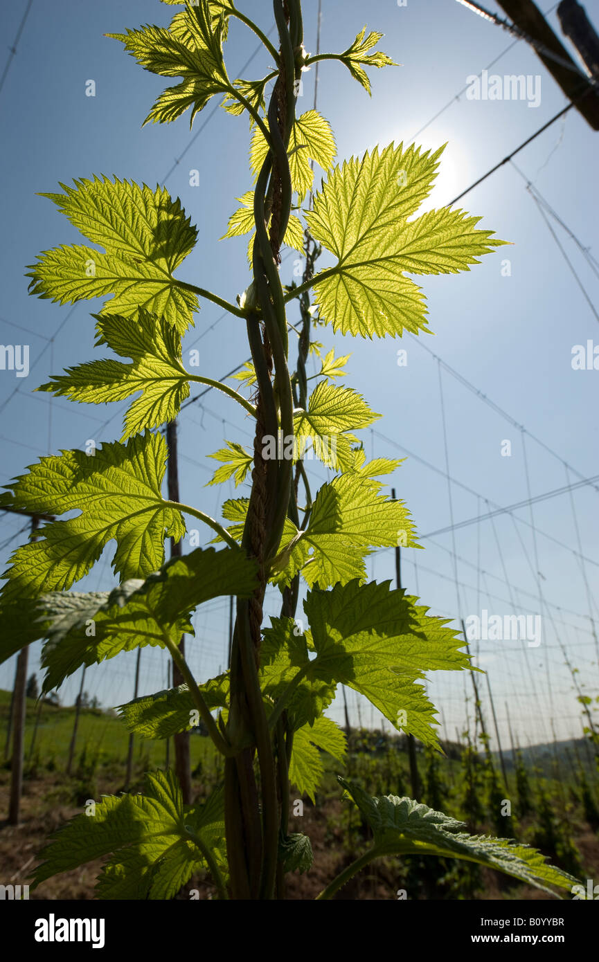 Eine junge Hop Bine steigt unter der brillanten Frühlingssonne in dem kleinen Dorf Cleobury Mortimer in South Shropshire. Stockfoto