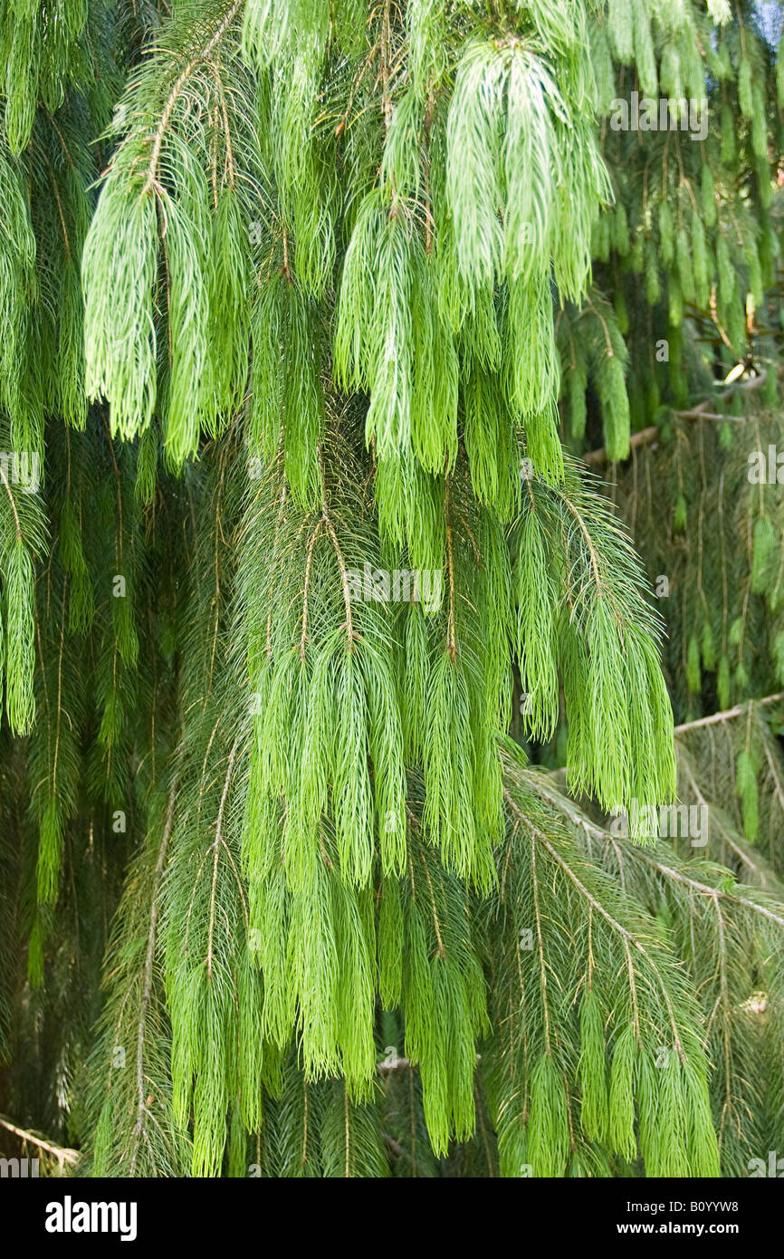 Nahaufnahme des Blattleages eines Brauer-Spruce-Baums (Picea brewerayana) im Frühling in West Sussex, England, Großbritannien Stockfoto