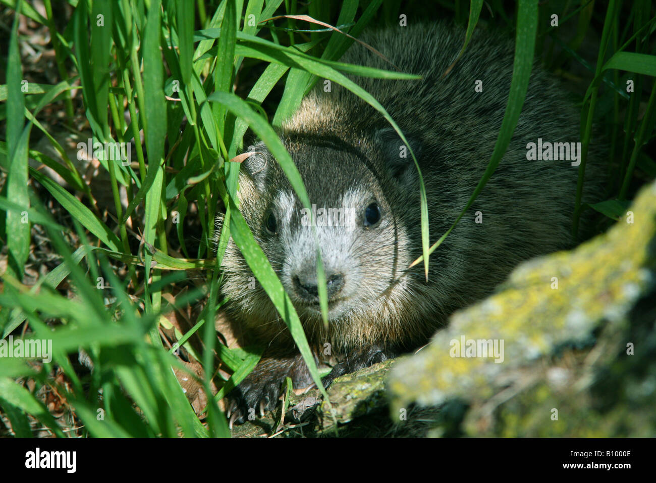 Baby Murmeltier oder Waldmurmeltier Marmota Monax in Den Eingang östlichen Nordamerika Stockfoto