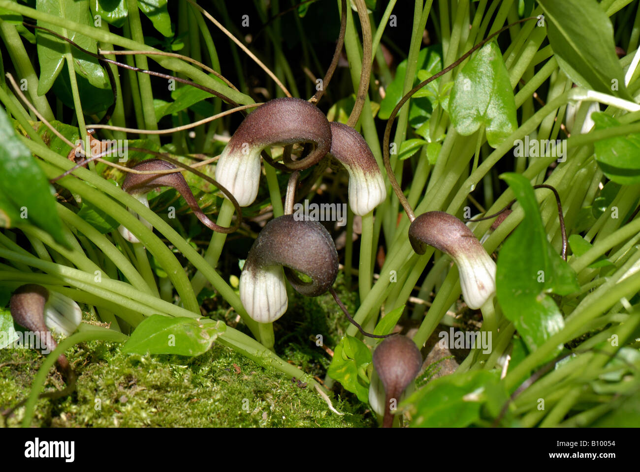 Maus-Pflanze Arisarum Proboscideum Blumen im Frühling Garten Staude Stockfoto