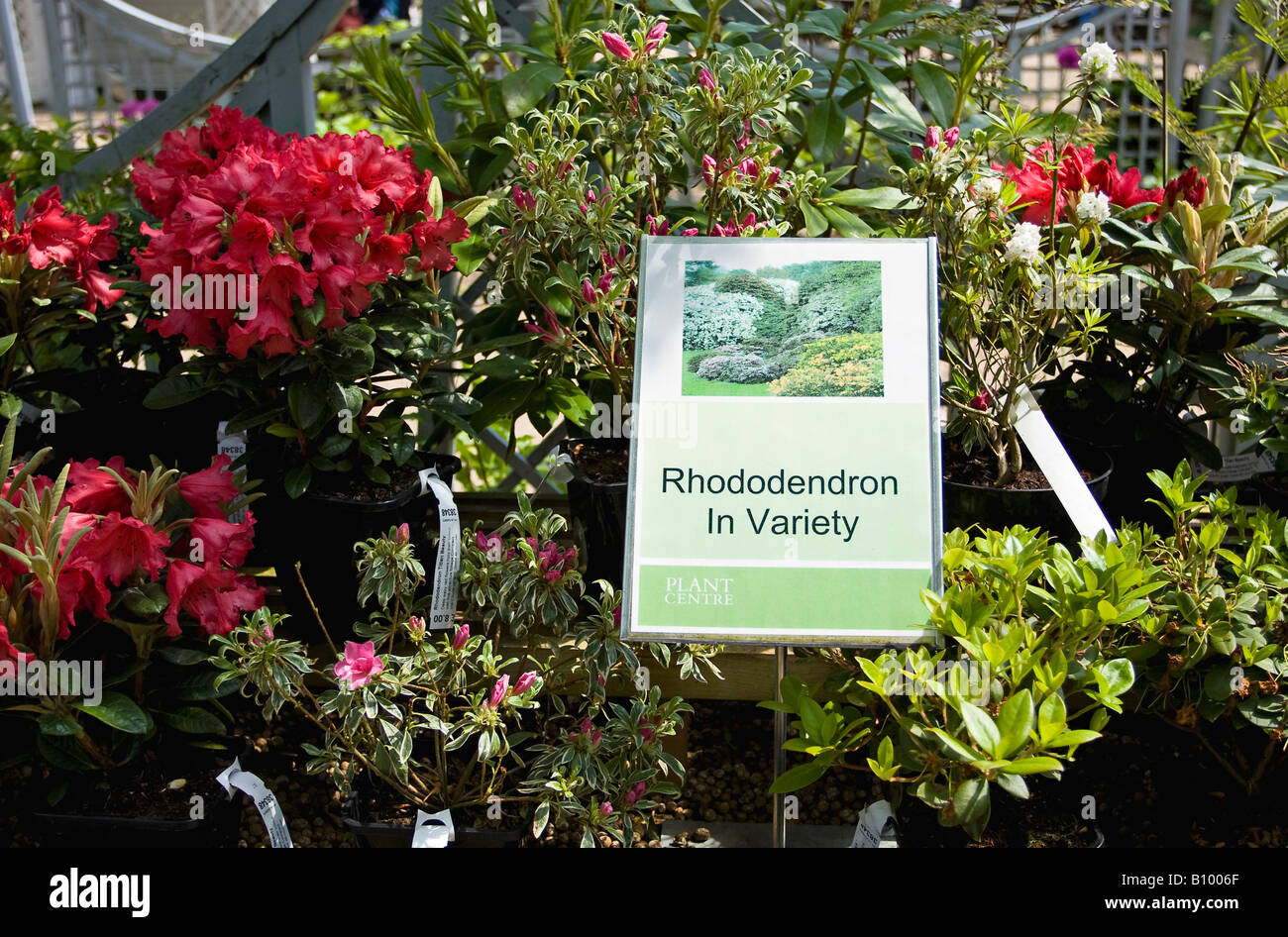 Rhodendrons im englischen Gartenzentrum im Frühjahr zu verkaufen Stockfoto
