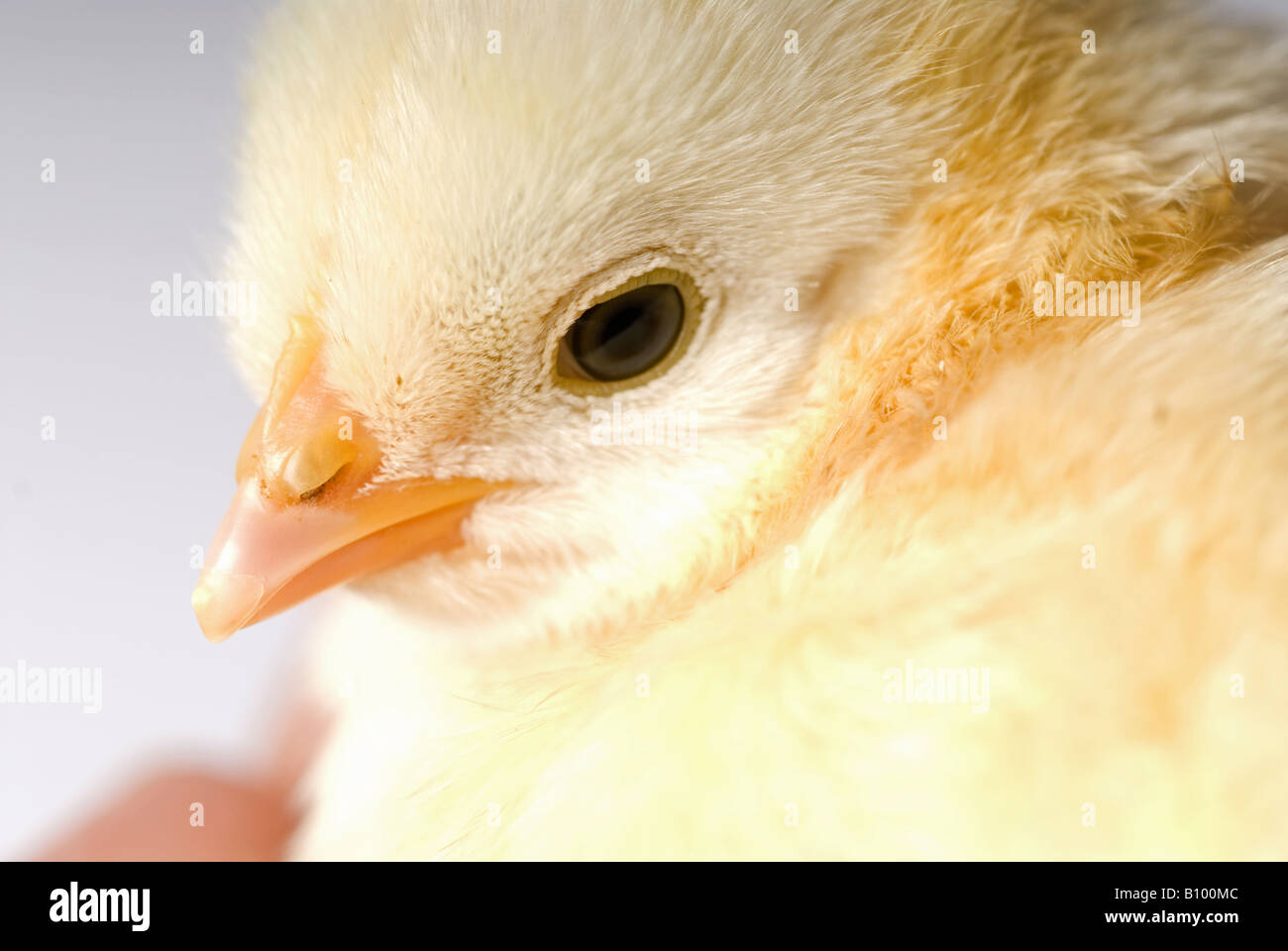 Stock Foto von einer Nahaufnahme von ein zwei Tage alten Küken war das Foto vor einem weißen Hintergrund aufgenommen. Stockfoto