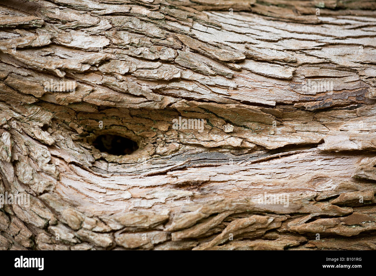 Ein Nahbeispiel für Pareidolia. Die Rinde des Erdbeerbaums (Arbutus unedo) mit einem kleinen "Augenloch" im Frühling, in West Sussex, England, Großbritannien Stockfoto