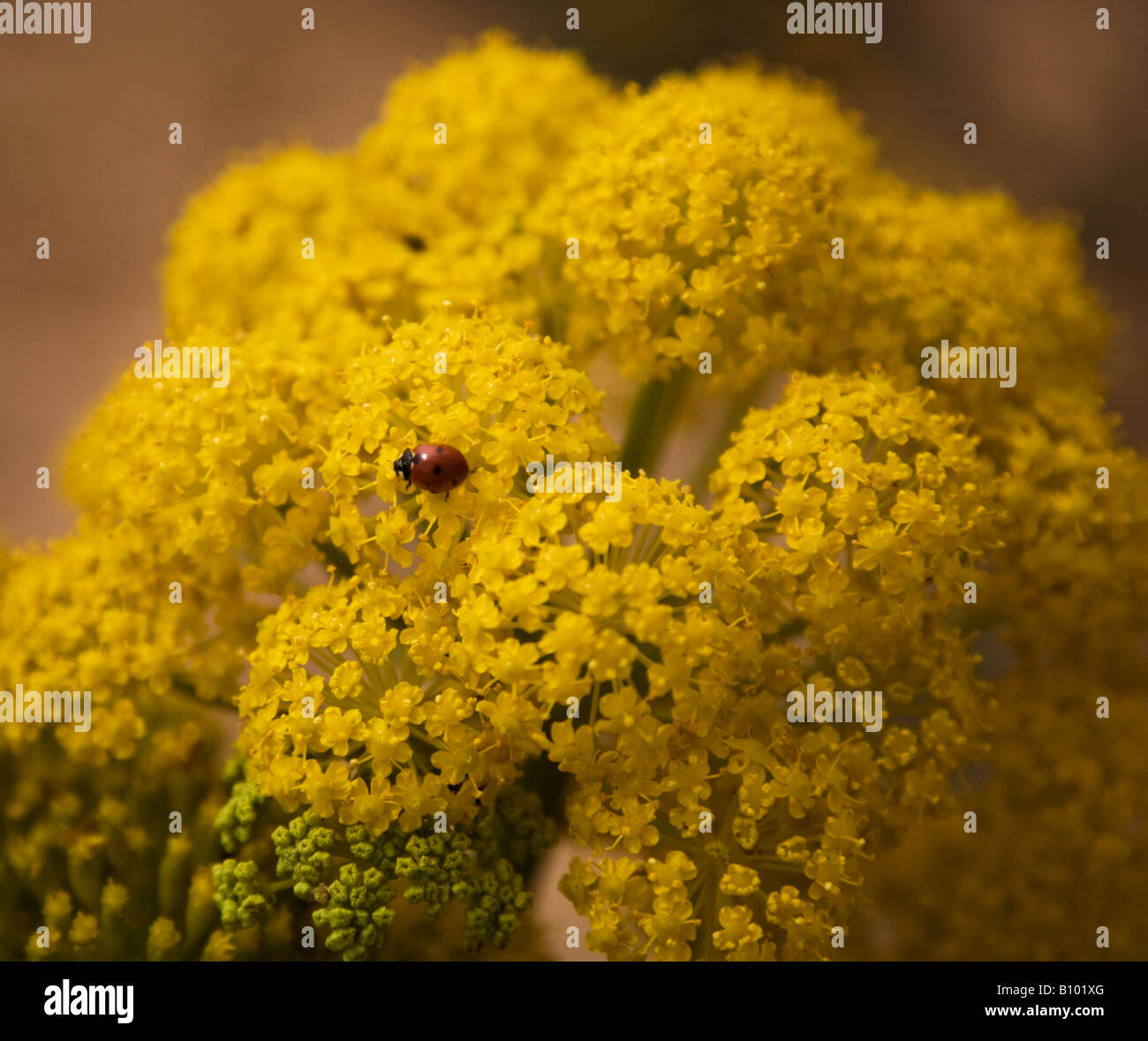 Marienkäfer auf wildem Fenchel, Portugal, Europa Stockfoto