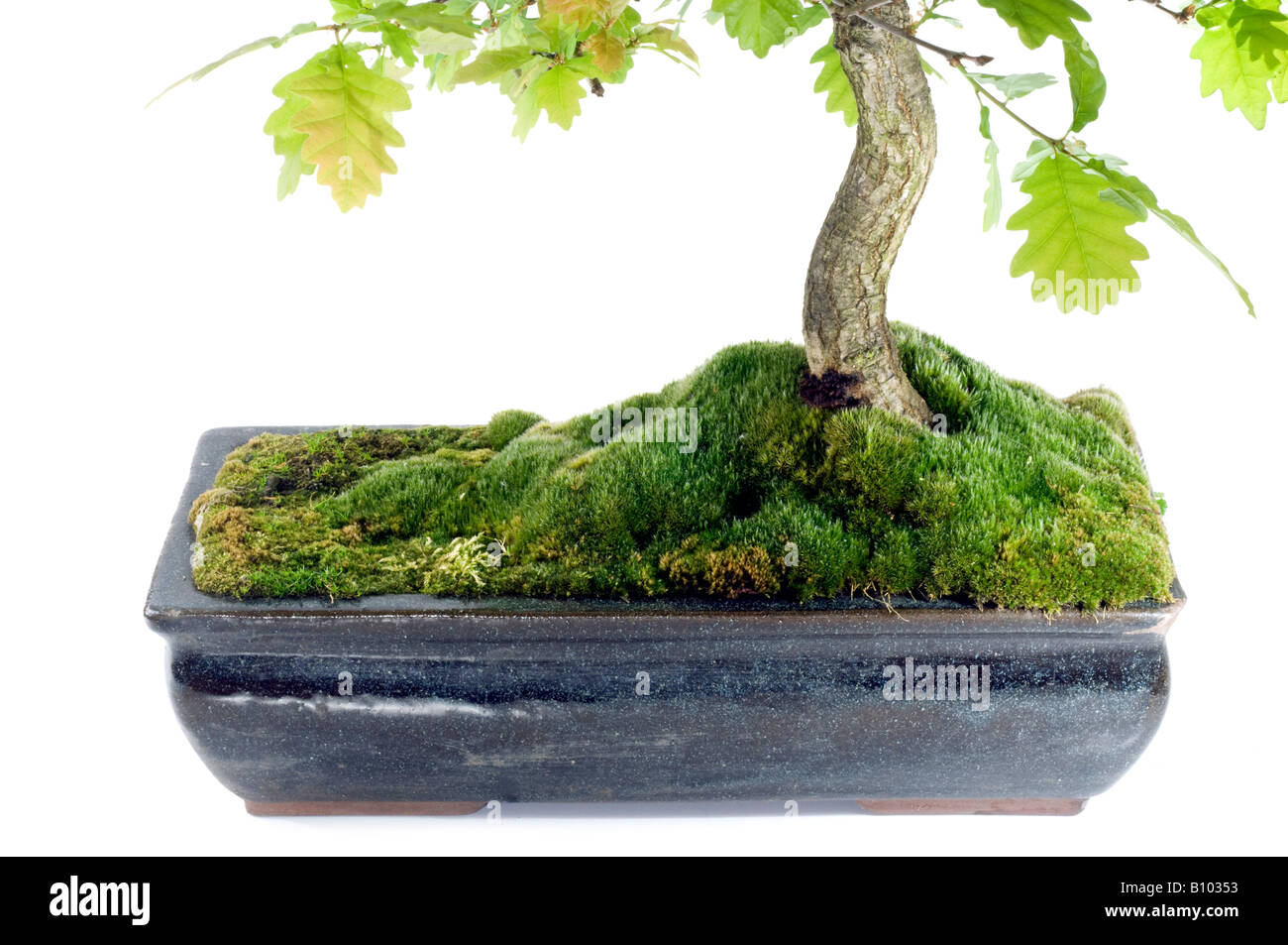 Moos bedeckt Bonsai-container Stockfoto