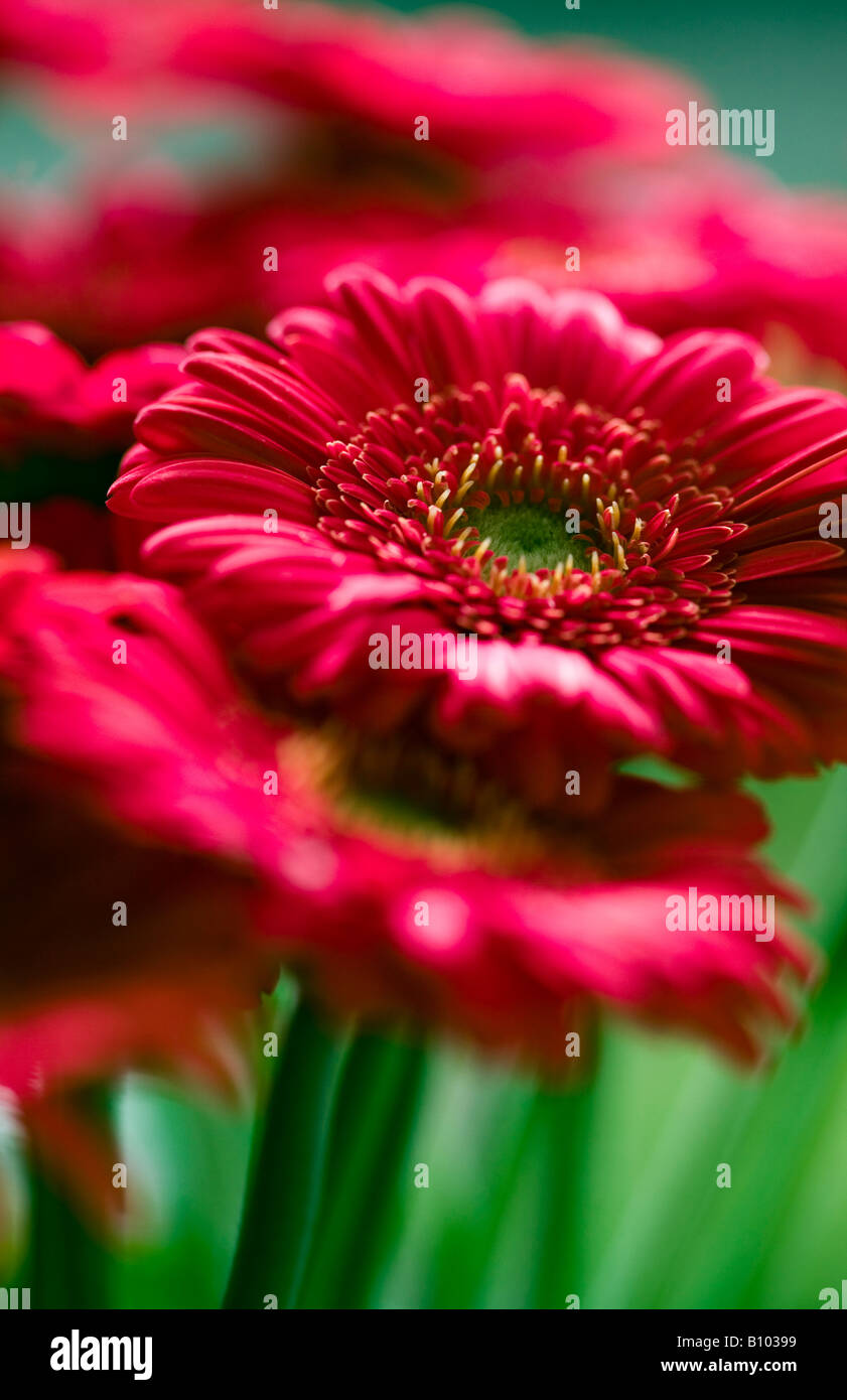 Rote Gerbera Blumen hautnah Stockfoto