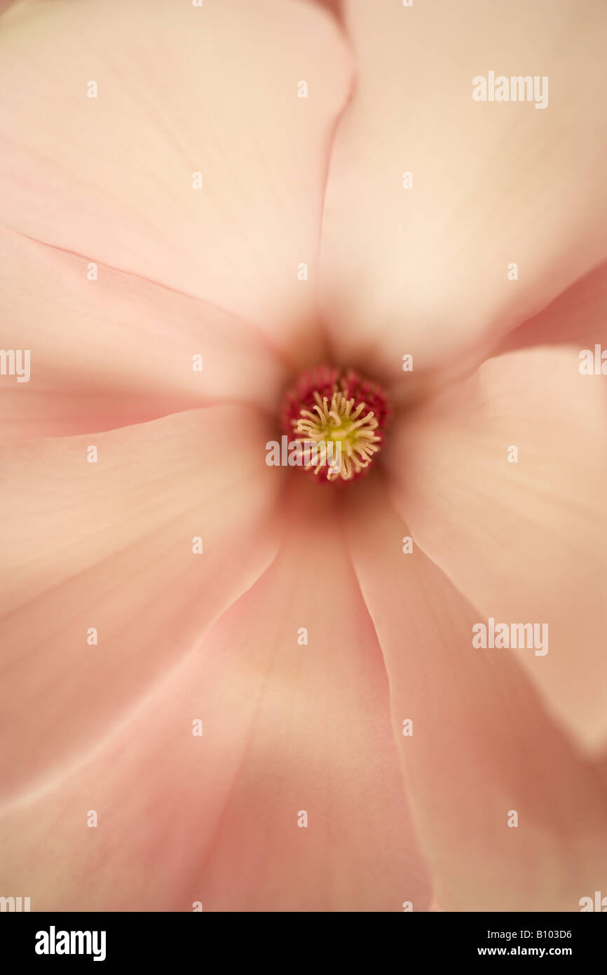 Nahaufnahme einer Magnolie Blume Stockfoto