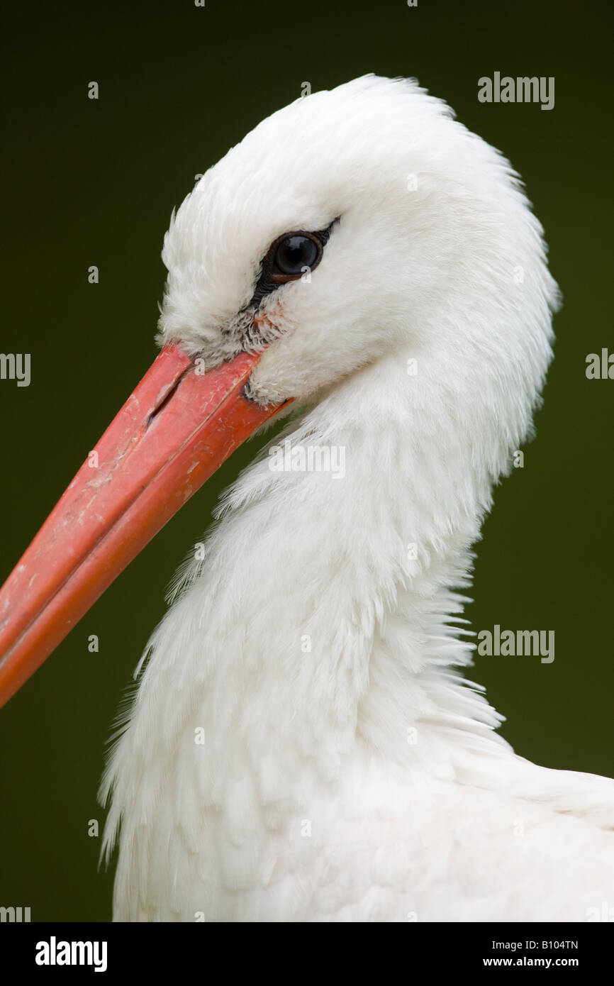 Porträt der Weißstorch - Ciconia ciconia Stockfoto