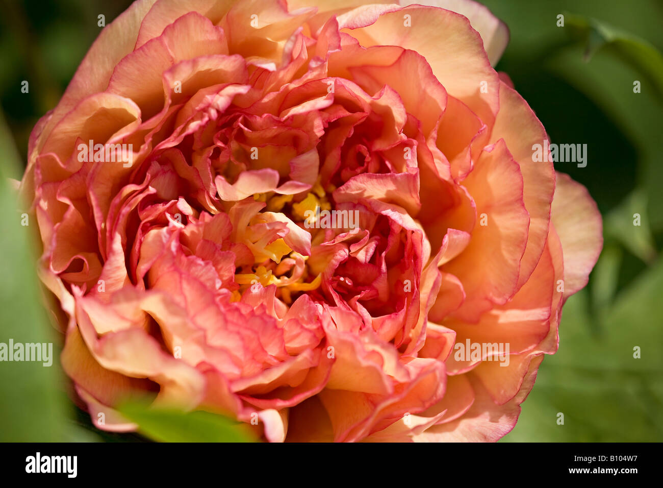 Eine Nahaufnahme der Peony-Blume 'Souvenir de Maxime Cornu' in Spring, West Sussex, England, Großbritannien Stockfoto