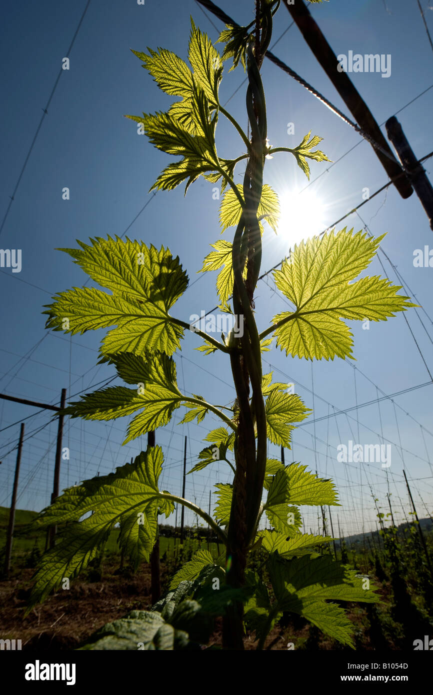 Eine junge Hop Bine steigt unter der brillanten Frühlingssonne in dem kleinen Dorf Cleobury Mortimer in South Shropshire. Stockfoto