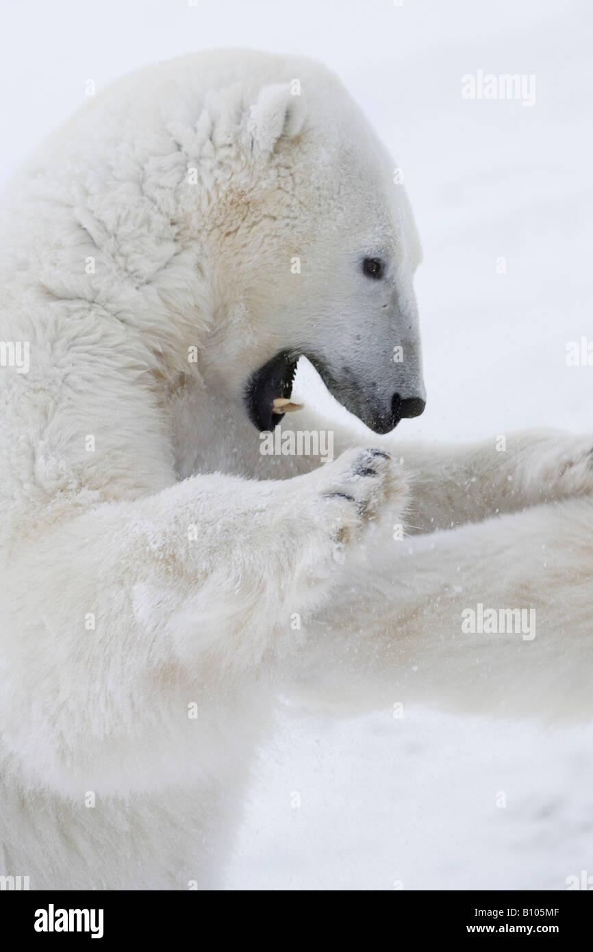 Eisbären kämpfen Stockfoto