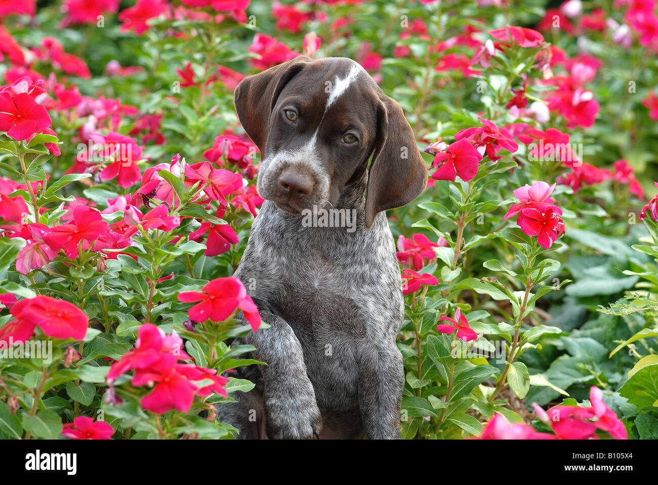Deutscher Kurzhaar Stockfotos Und Bilder Kaufen Alamy