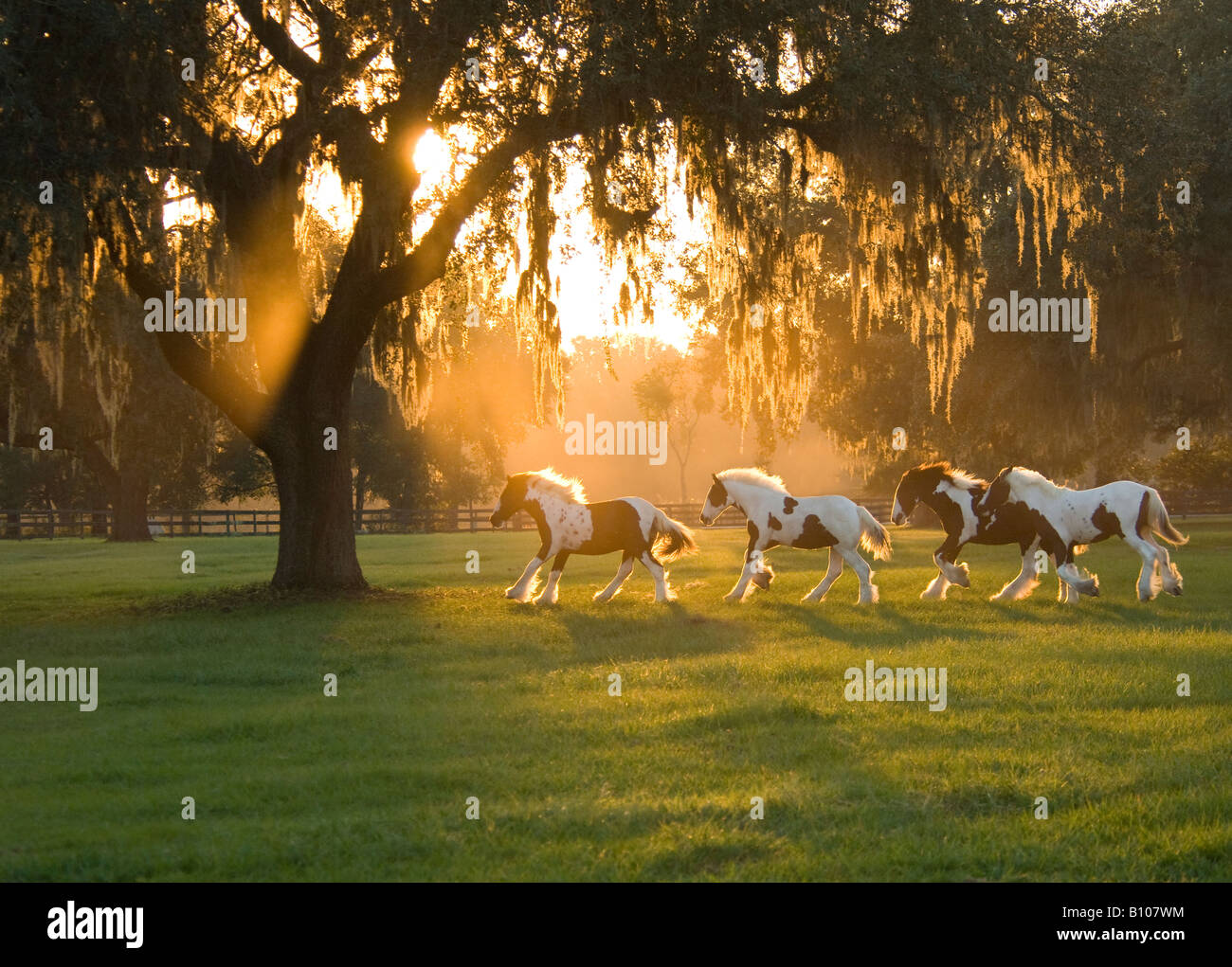 Herde von Gypsy Vanner Pferd entwöhnten laufen bei Sonnenuntergang unter Live Eichen Stockfoto