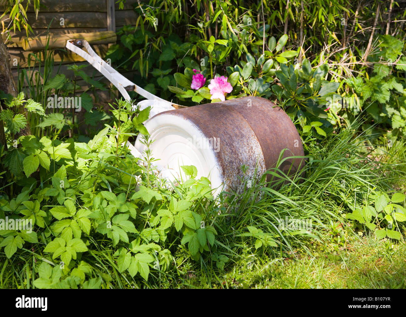 Eine Hälfte lackiert alte Gartenwalze, umgeben von Pflanzen und Unkraut. Garten in Dorset. UK Stockfoto