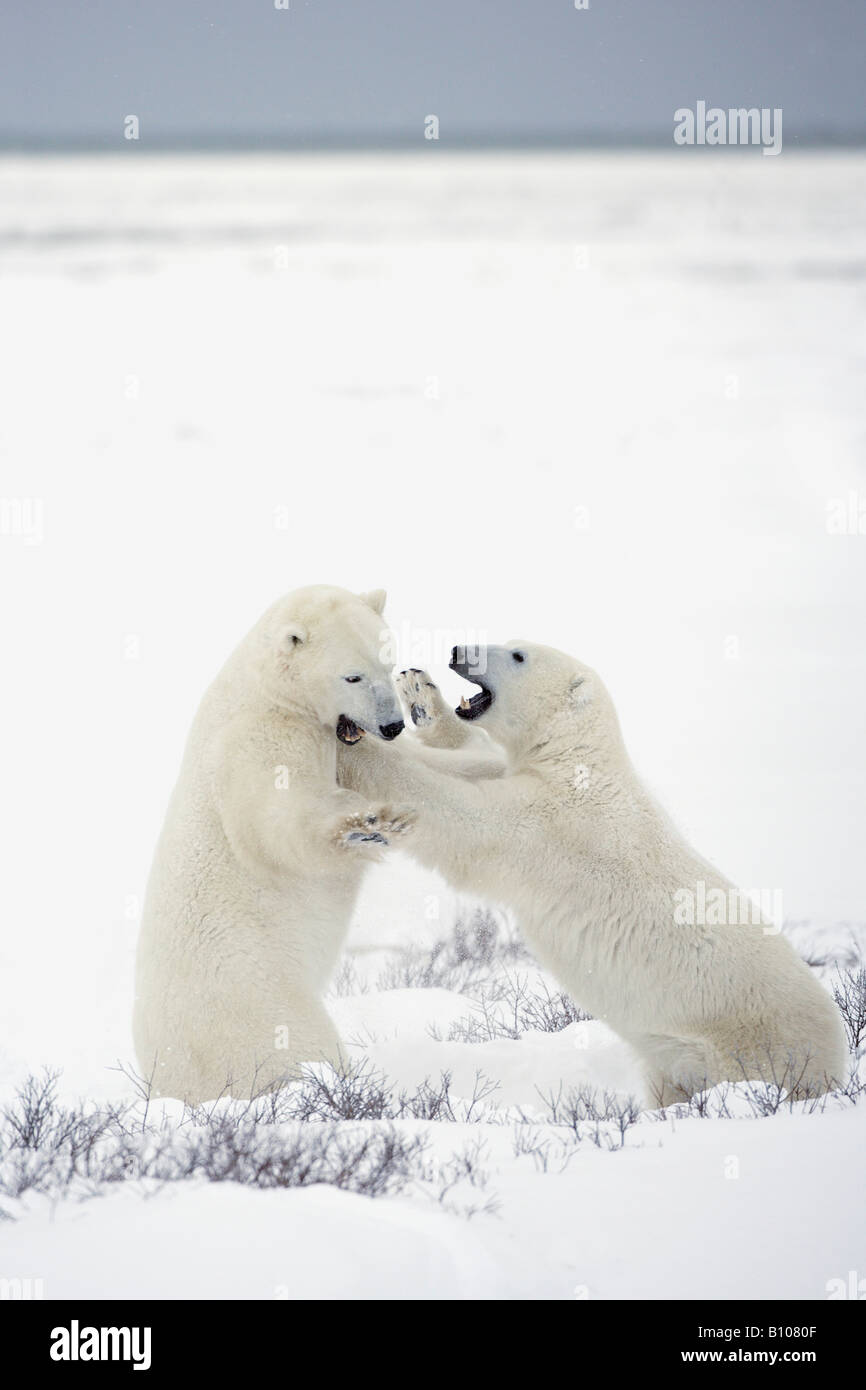 Eisbären kämpfen Stockfoto