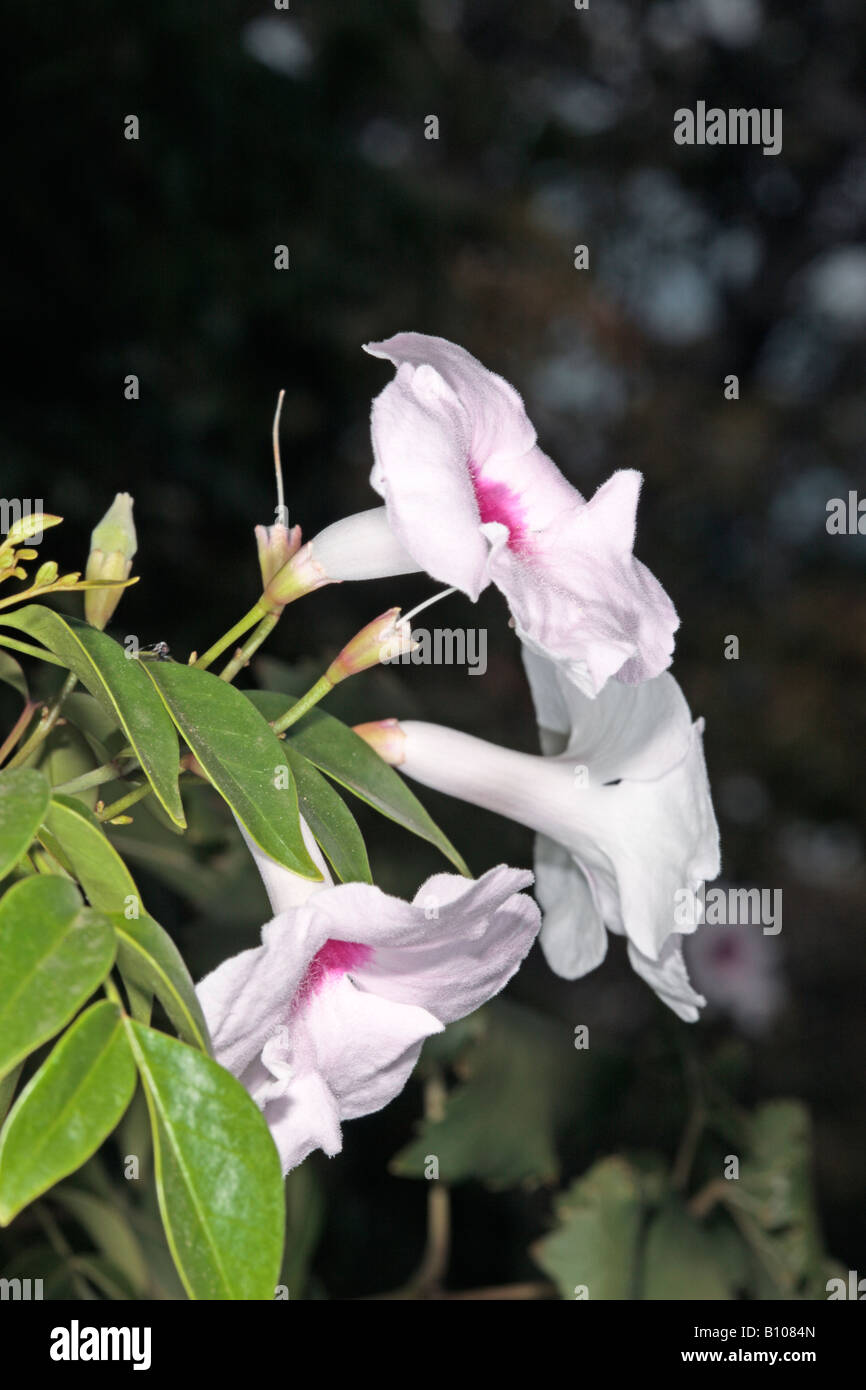 Bower Rebe/Bower Schönheit-Pandorea-Jasminoides Sorte. Rosea-Familie Catalpa Stockfoto