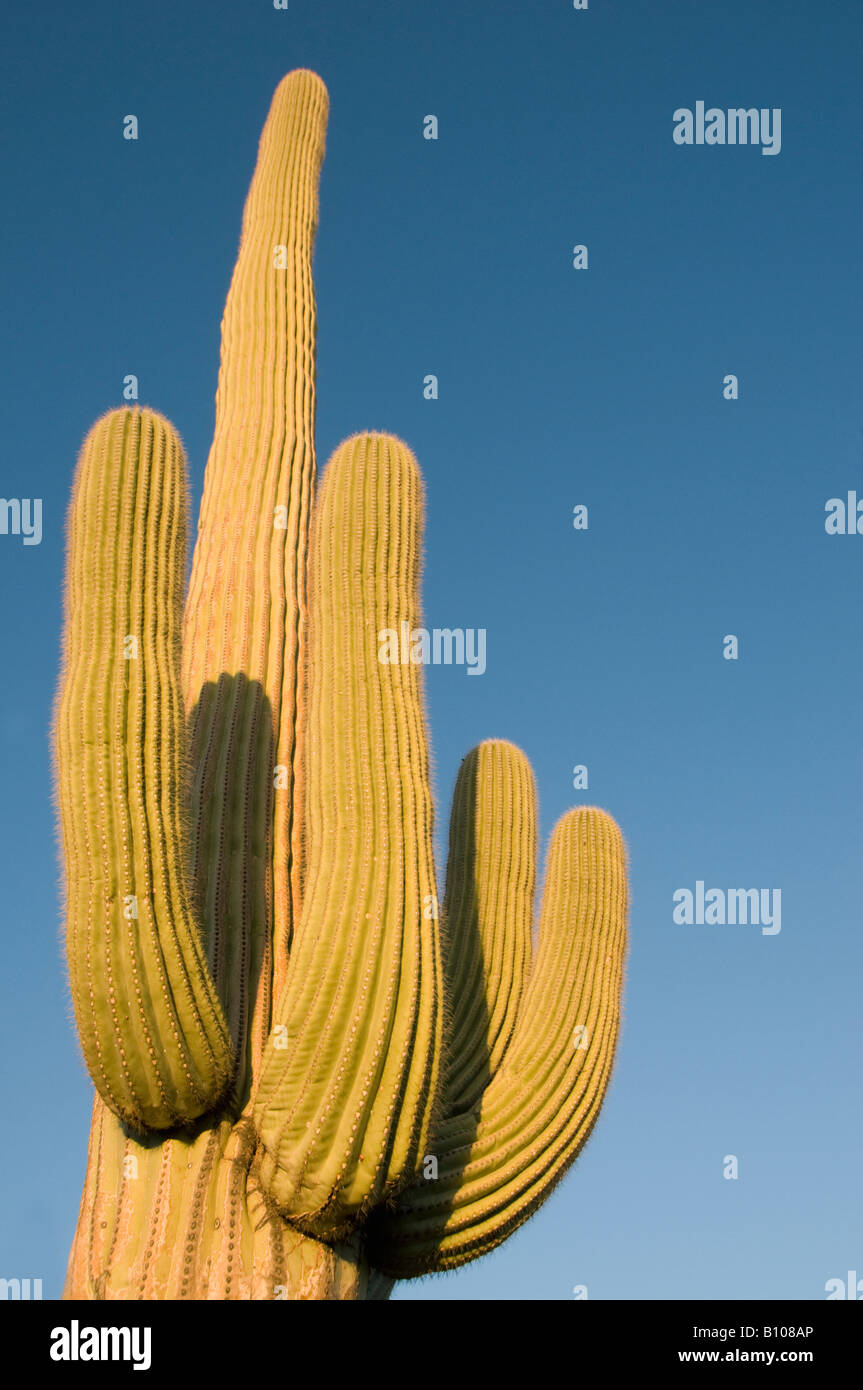 Saguaro Kaktus (Carnegiea Gigantea) Sonnenuntergang, Saguaro National Park, Bereich Tucson, Arizona Stockfoto