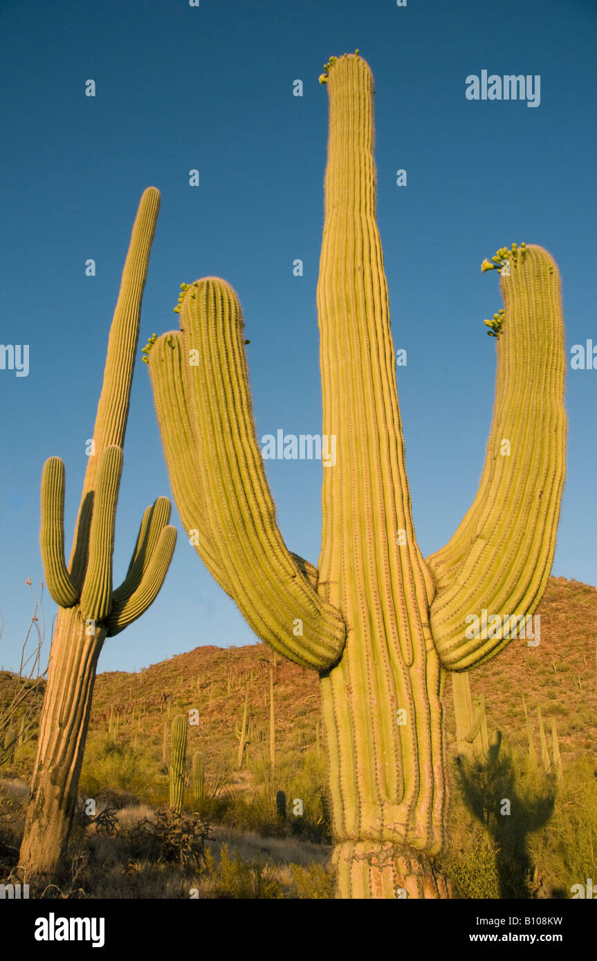 Saguaro-Kaktus (Carnegiea Gigantea) bei Sonnenuntergang, Saguaro National Park, Tucson, Arizona Area, USA Stockfoto