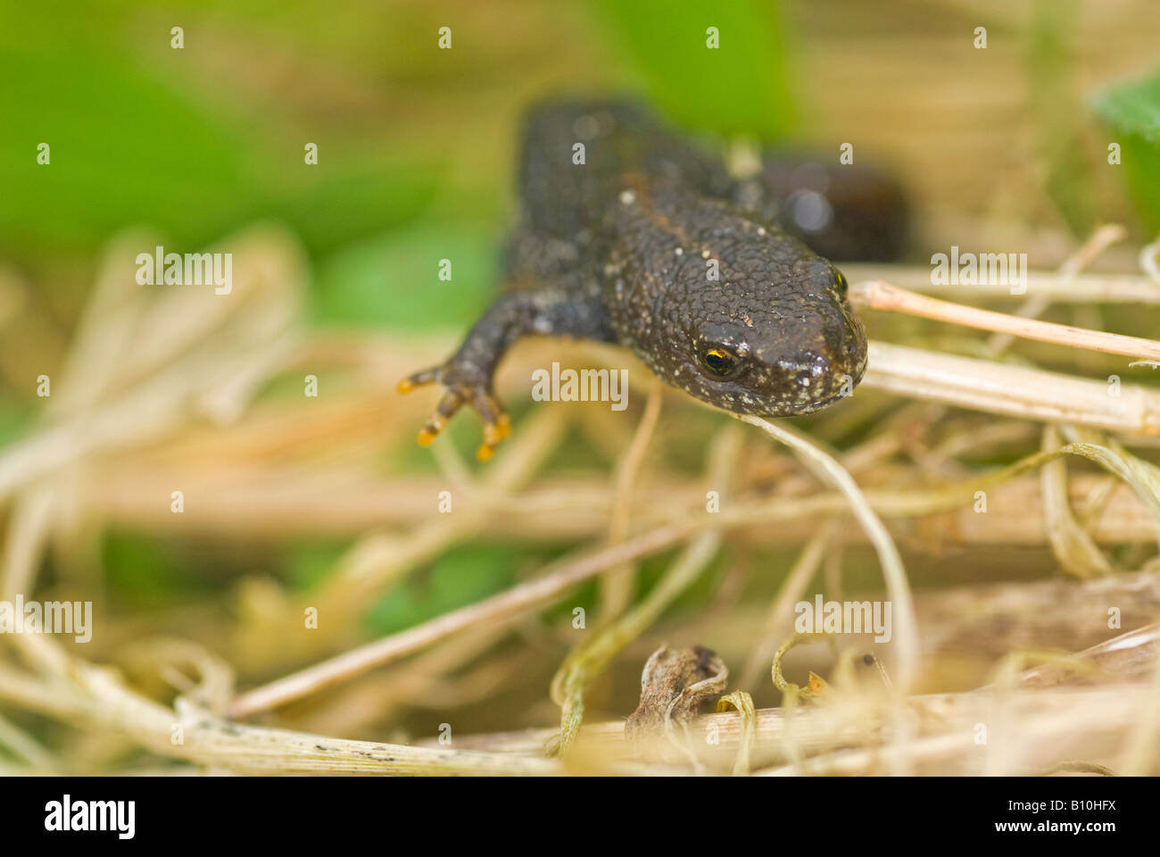 Great Crested Newt Stockfoto