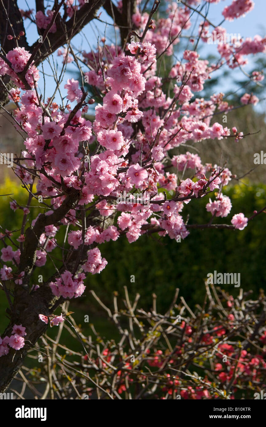 Rosa Kirschblüten. Lateinischer Name: Prunus Stockfoto