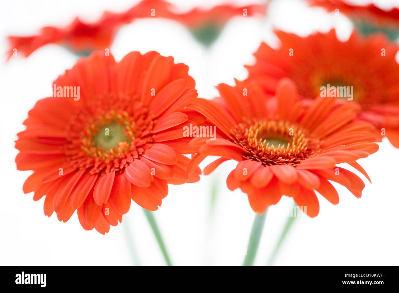 Orange Gerbera Blumen Schuss vor einem weißen Hintergrund Stockfoto