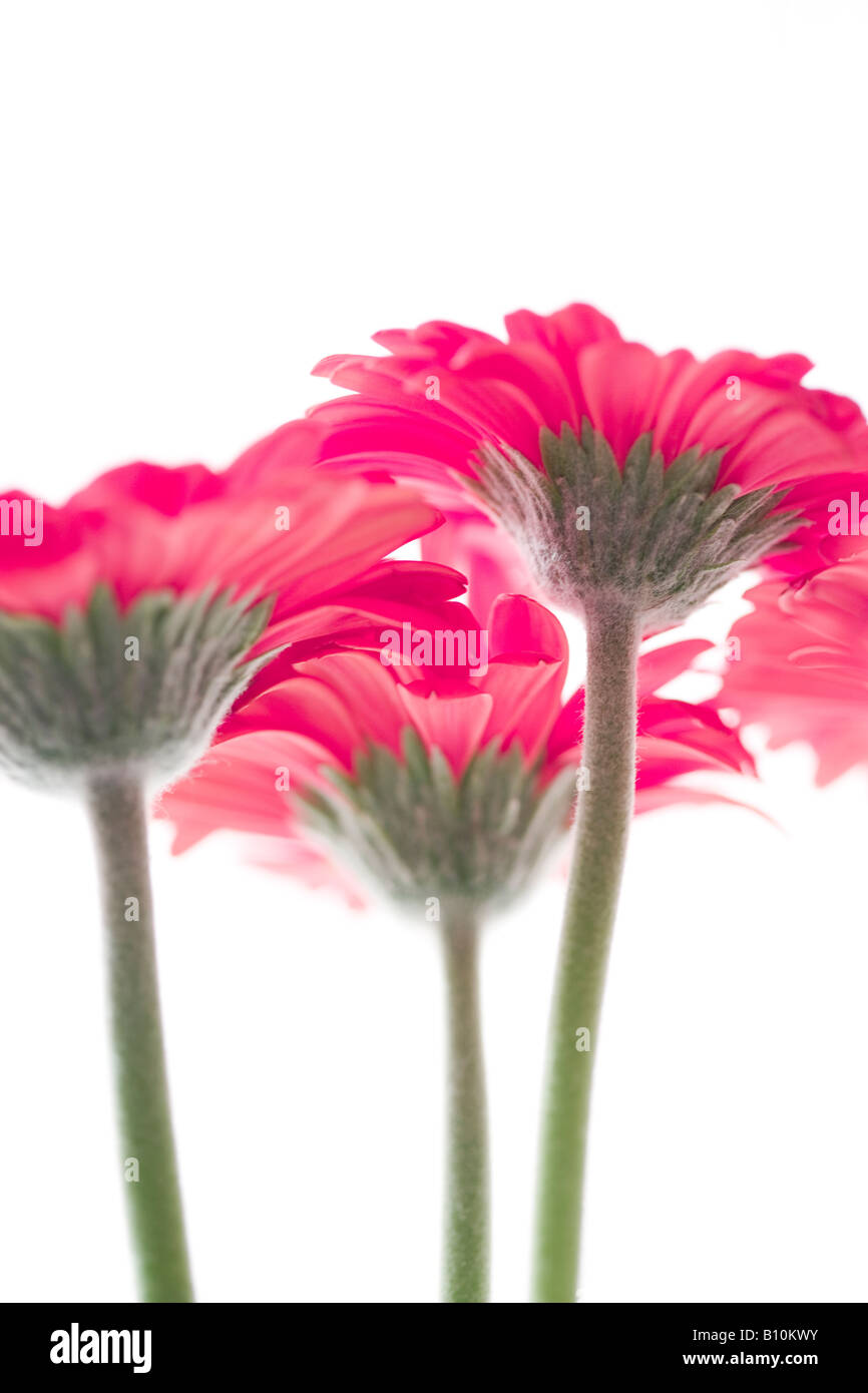 Studioaufnahme von rosa Gerbera Blumenstrauß hautnah Stockfoto