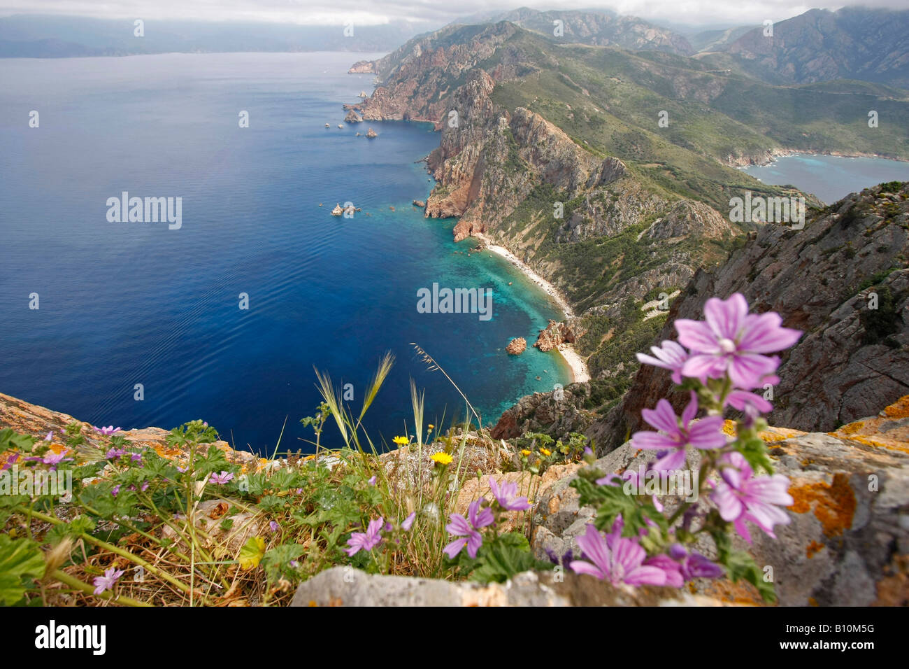 Wildblumen und die spektakuläre Küste rund um Capo Rosso Korsika Insel Frankreich Stockfoto