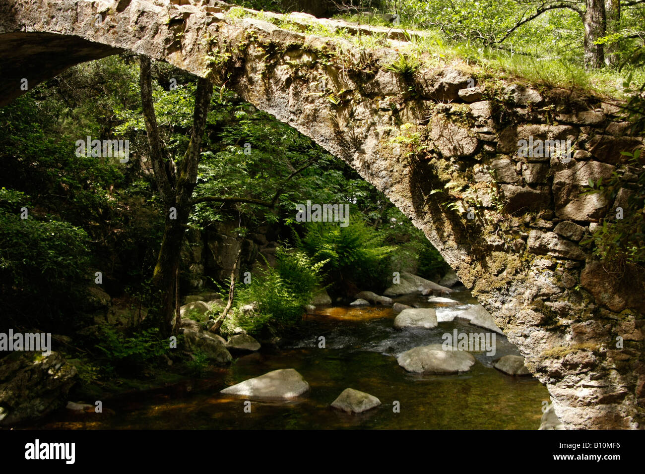 die genuesischen gewölbte Brücke Pont de Zaglia innerhalb der Spelunca-Schlucht in Korsika Frankreich Stockfoto