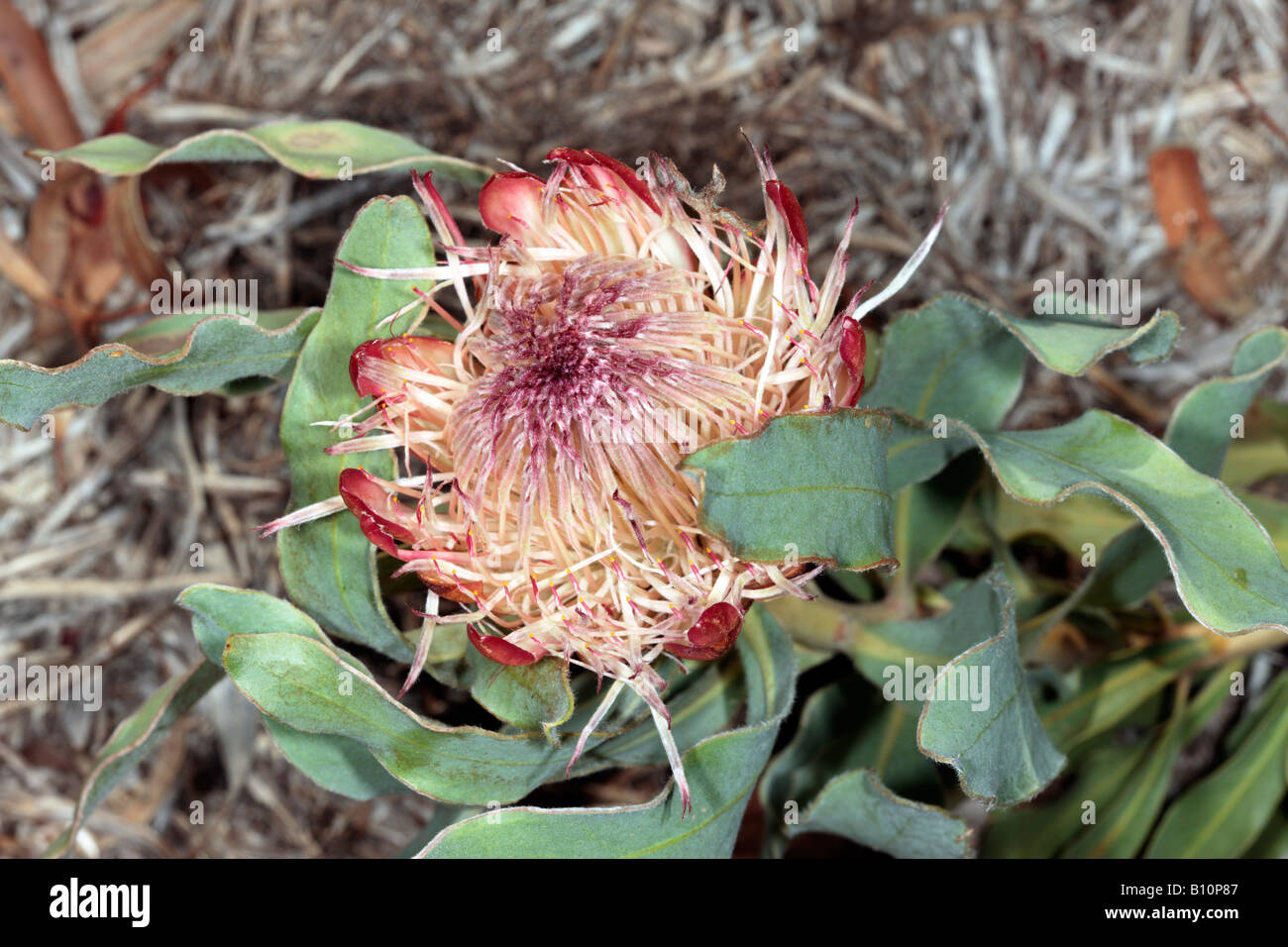 Gestank-Blatt Sugarbush und Honig Biene-Protea Susannae und Apis Mellifera-Familie Proteaceae Stockfoto