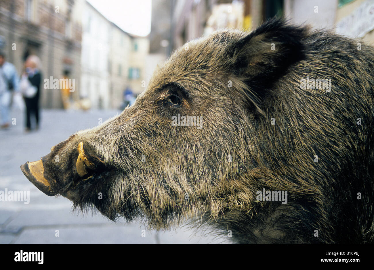 Italien-Umbrien-Lago Trasimeno Castiglione Sul Lago ein Laden mit Wildschwein-Produkten Stockfoto