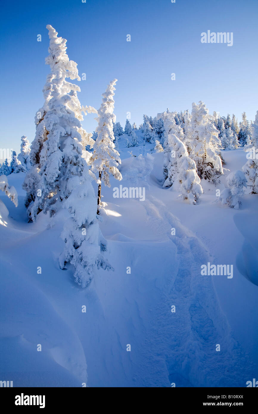 Schneeschuh Spuren auf dem Gipfel des Hungers Mtn im Winter Waterbury Ctr Vermont Stockfoto