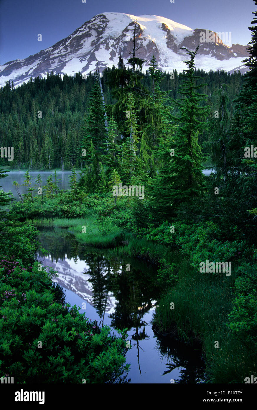 Mount Rainier spiegelt sich in einem kleinen Bach in der Nähe von Reflexion Seen in Mount Rainier Nationalpark Washington Stockfoto