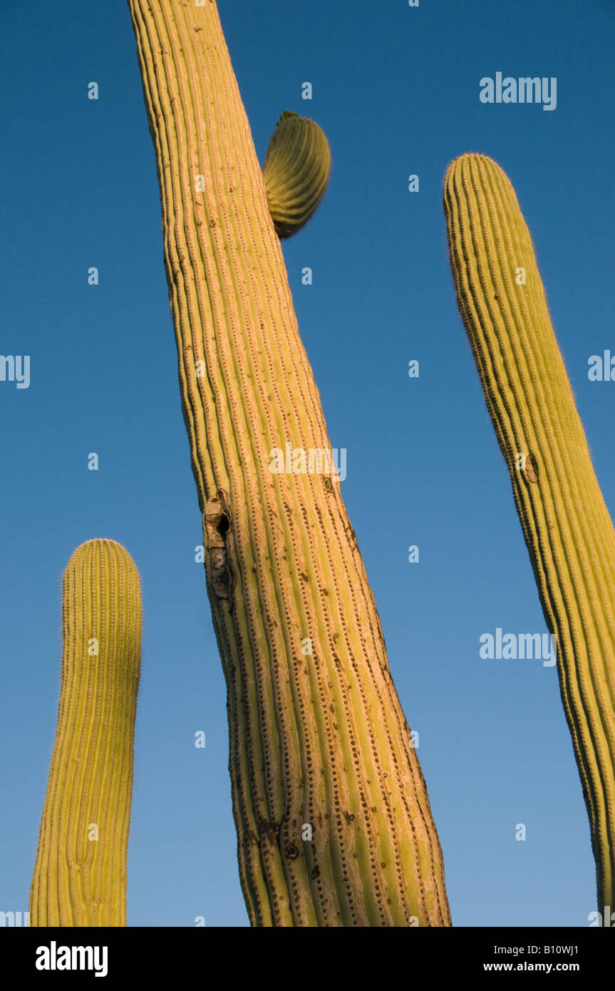 Saguaro Kaktus (Carnegiea Gigantea) Sonnenuntergang, Saguaro National Park, Bereich Tucson, Arizona Stockfoto