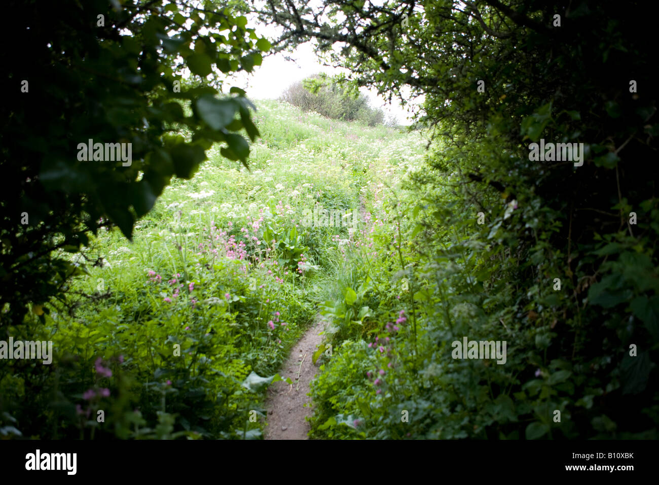 Feldweg Cornwall Hecke Stockfoto