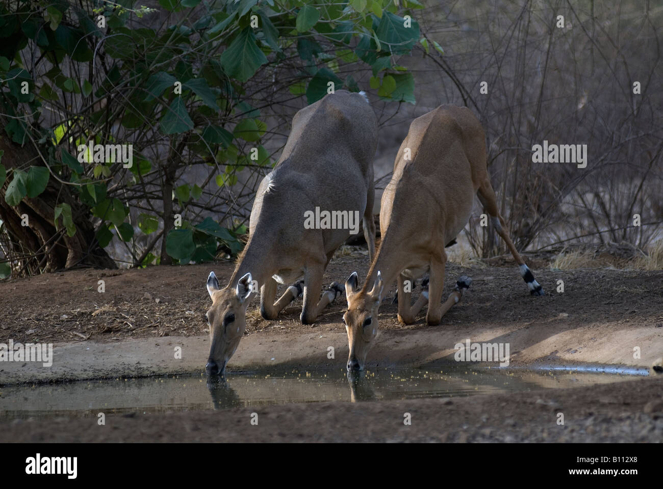 Jackale oder indische Antilope (Boselaphus Trogocamelus) Stockfoto