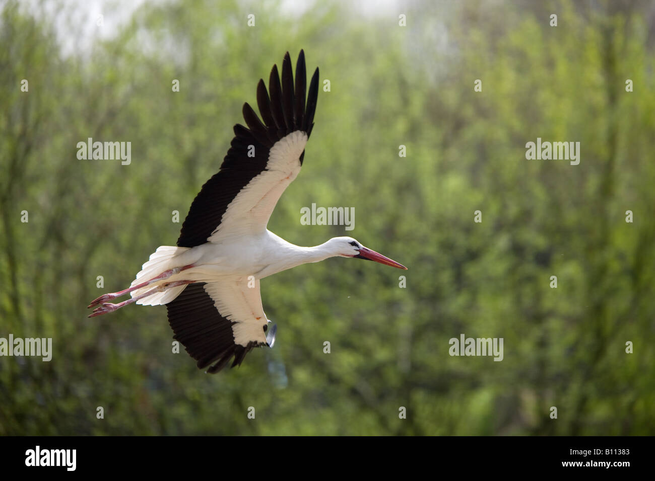 Porträt der Weißstorch - Ciconia ciconia Stockfoto