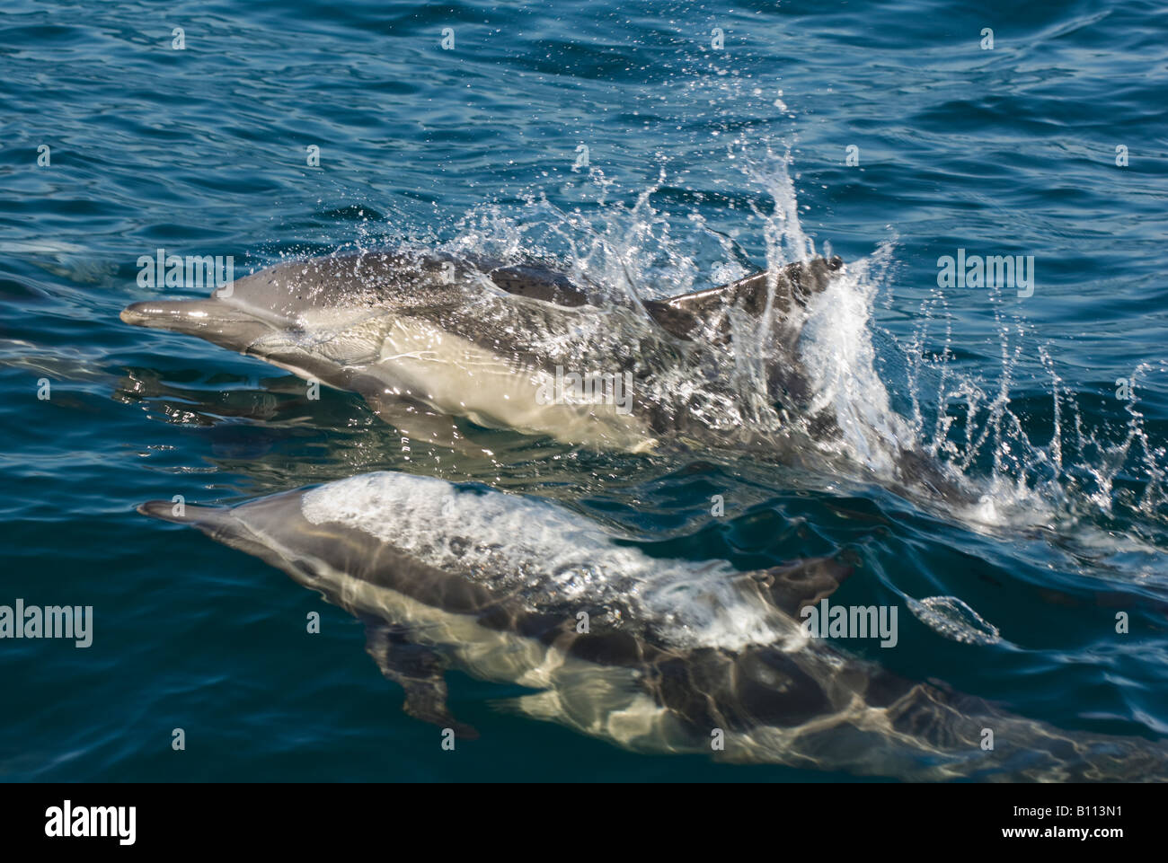 Langem Schnabel Gemeiner Delfin (Delphinus Capensis) Sea of Cortez, Baja California Mexiko Stockfoto